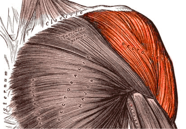 Anterior shoulder drawing with the deltoid highlighted orange, showing its broad upper edge and taper beside the pectoralis major