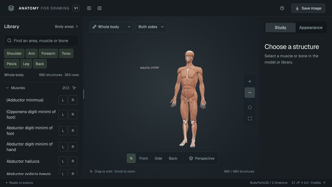 The actual whole-body explorer showing the complete human figure from head to feet, the muscle and bone library, Whole body region selector, and study controls.